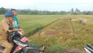 Ciwuni Panen Perdana di Musim Rendeng 2025
